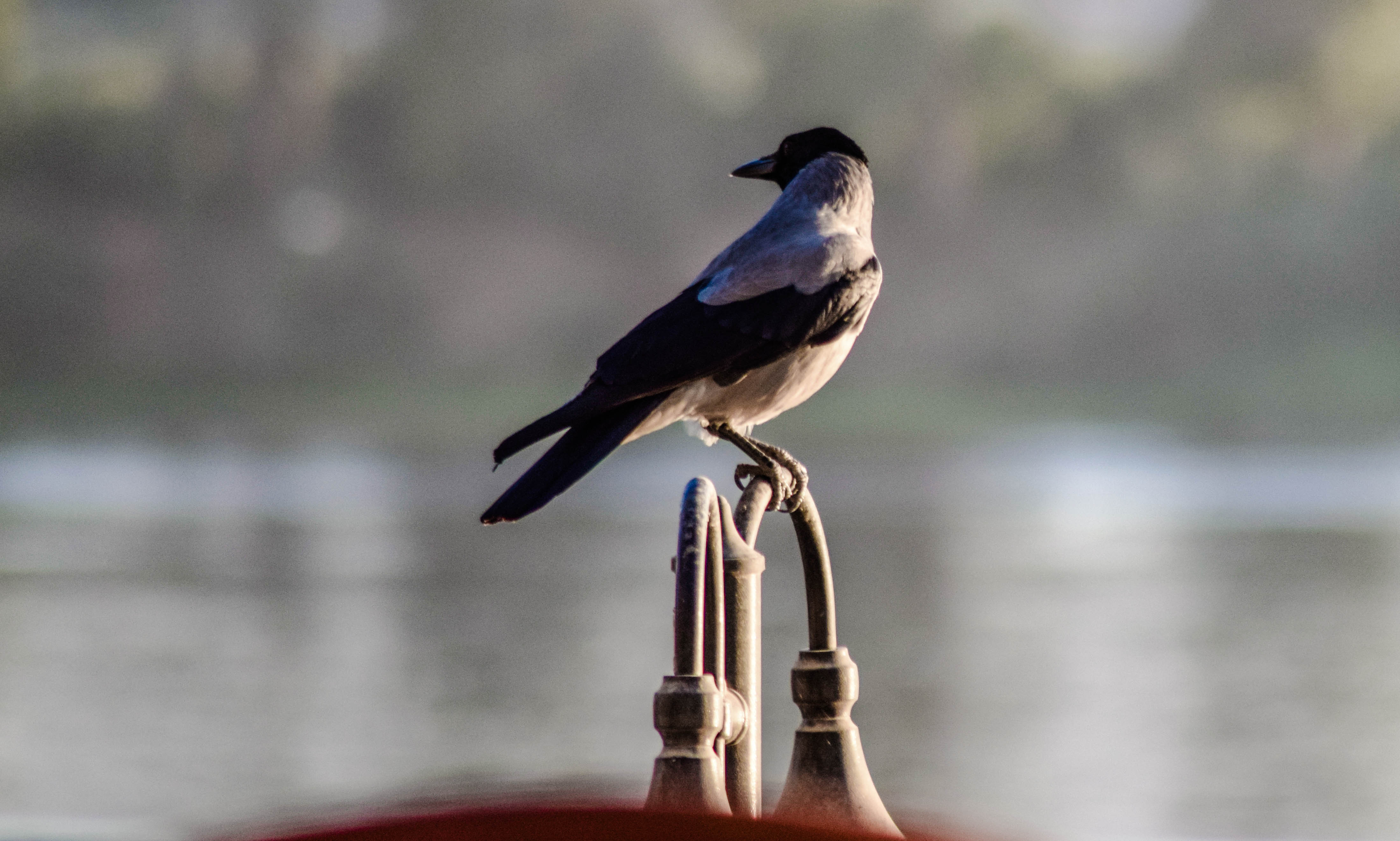 طيور .. تصوير - سمر شومان