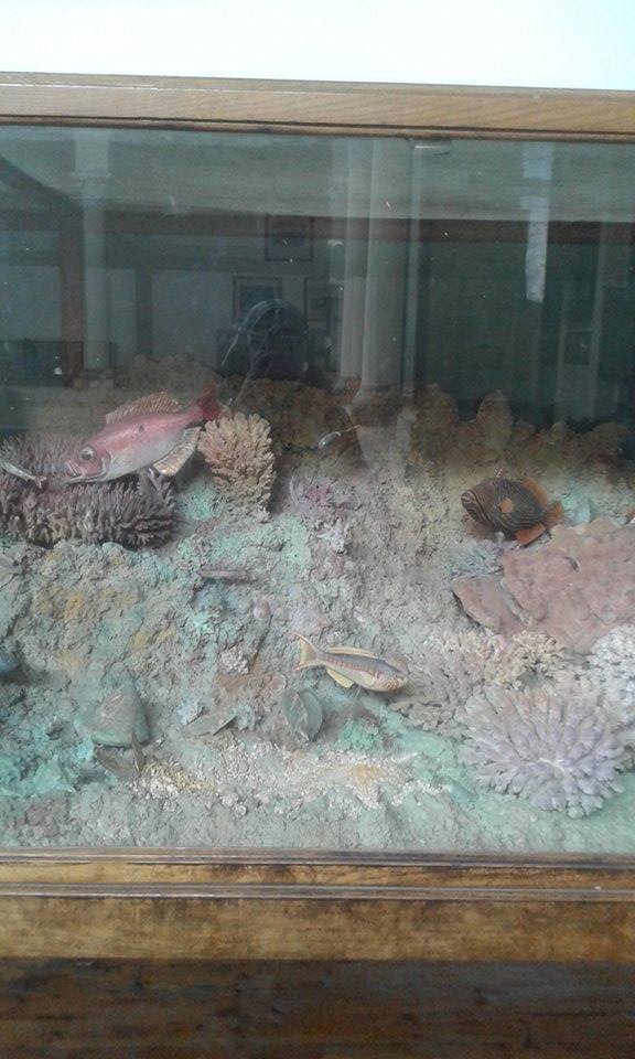 من مقتنيات المتحف الزراعي - تصوير: إسلام نبيل