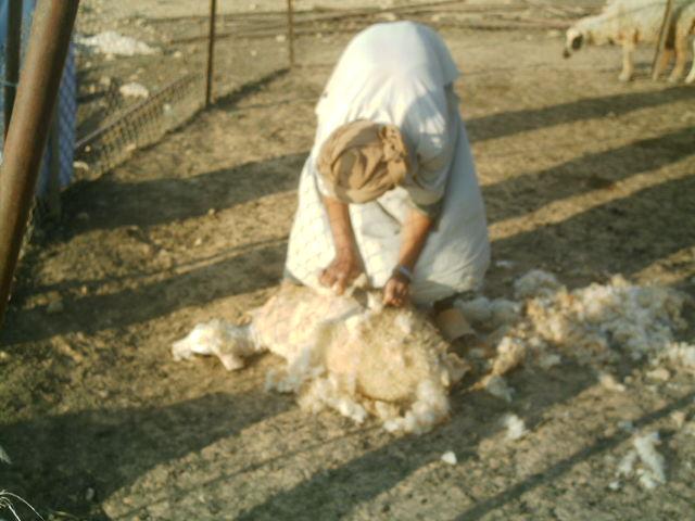 من التراث البدوي.. «المفروكة والتقذير» أبرز طقوس «الجلامة»