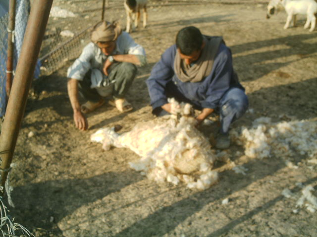 من التراث البدوي.. «المفروكة والتقذير» أبرز طقوس «الجلامة»