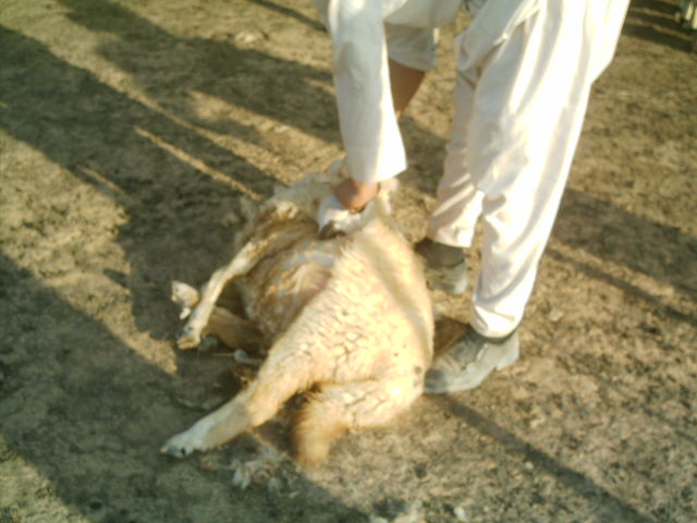 من التراث البدوي.. «المفروكة والتقذير» أبرز طقوس «الجلامة»