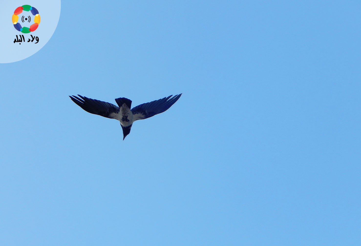 نورس في سماء الإسكندرية المصرية تصوير نيفين سراج