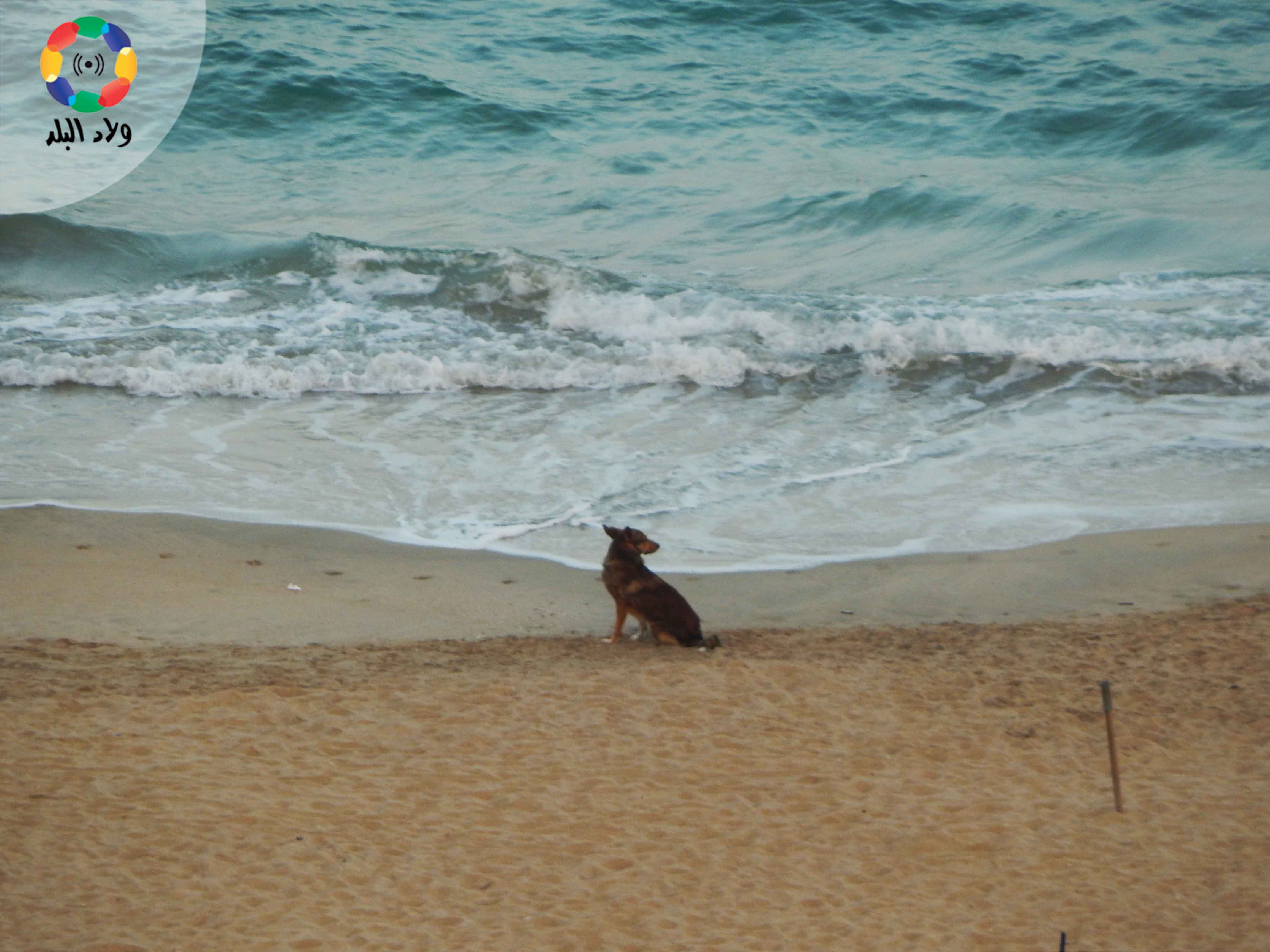 بحر الإسكندرية تصوير نيفين سراج