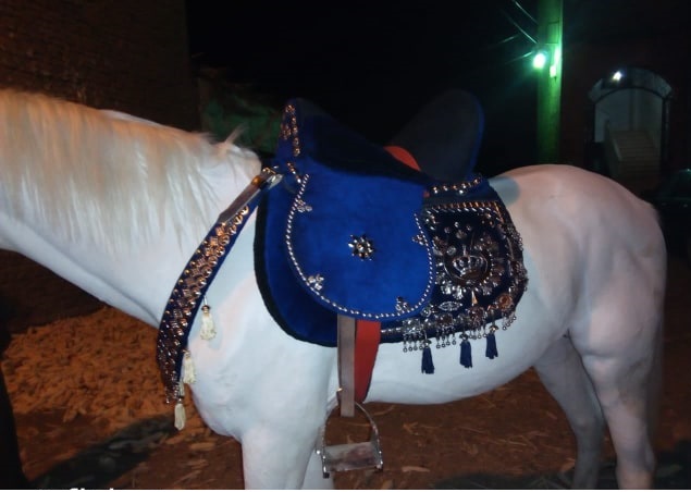 سرج على حسان من إنتاج ورشة خالد السروجي بالفيوم