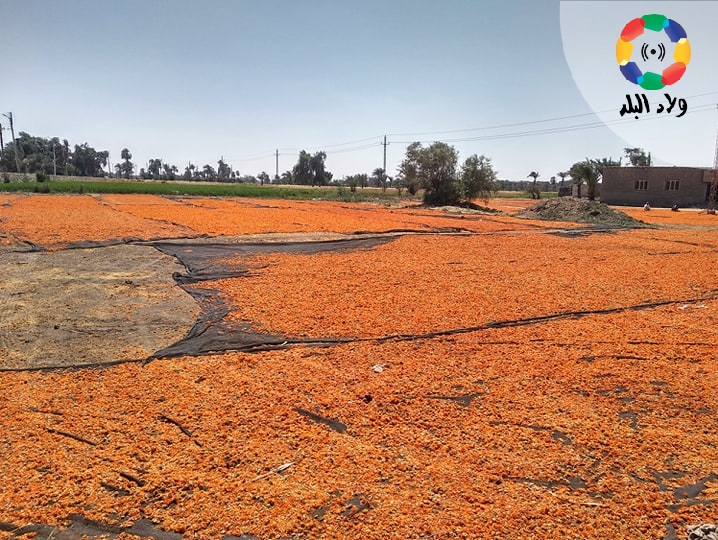  منشر للنباتات العطرية بالفيوم 