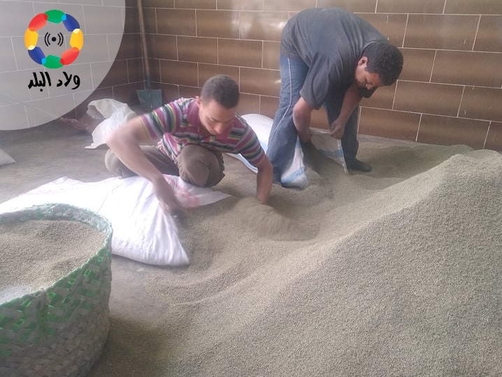 تعبئة الينسون وتجهيزه بالفيوم 