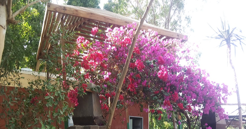 تفتح الزهور في عيد النيروز