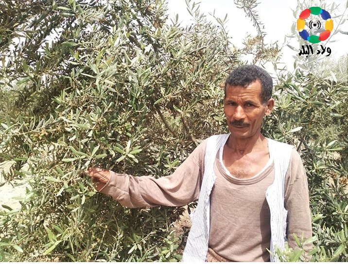 عبدالعال أحمد عبدالعال، مزارع 