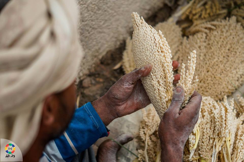 تلقيح النخيل - تصوير: أحمد دريم