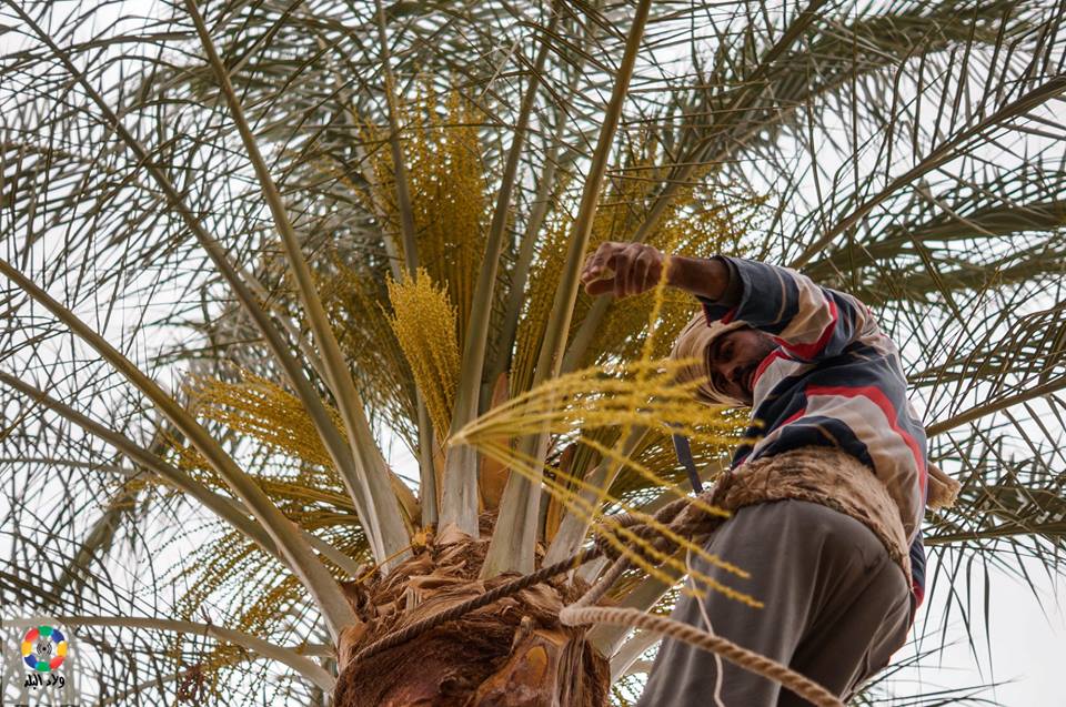 طلع نخيل - تصوير: أحمد دريم