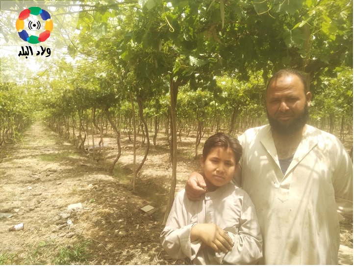 فرج محمد فرج، مزارع بمزرعة عنب بالفيوم - تصوير: منال محمود