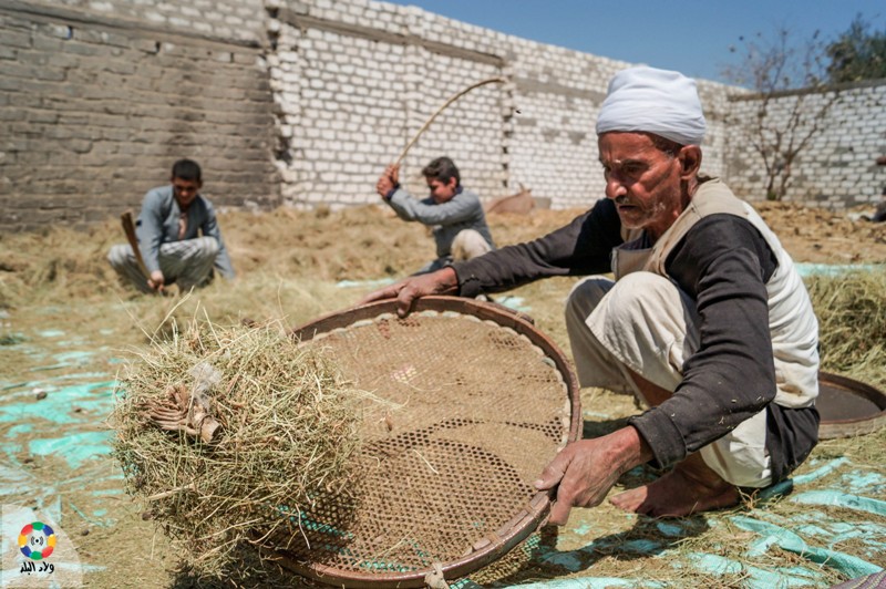التخلص من الشوائب بعيدا عن حبات القمح