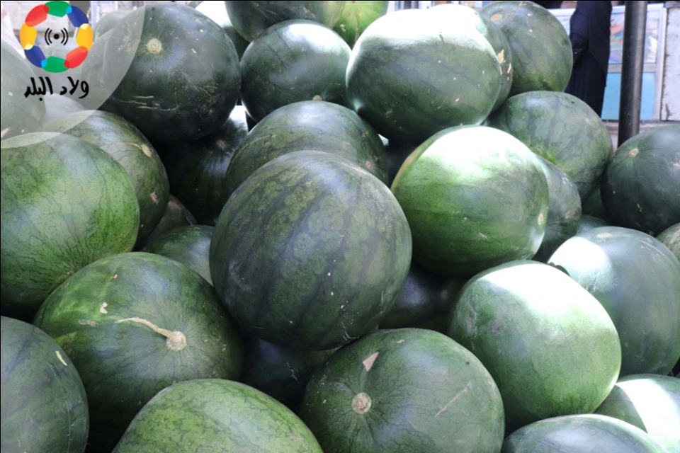 بطيخ- تصوير أيمن الوكيل