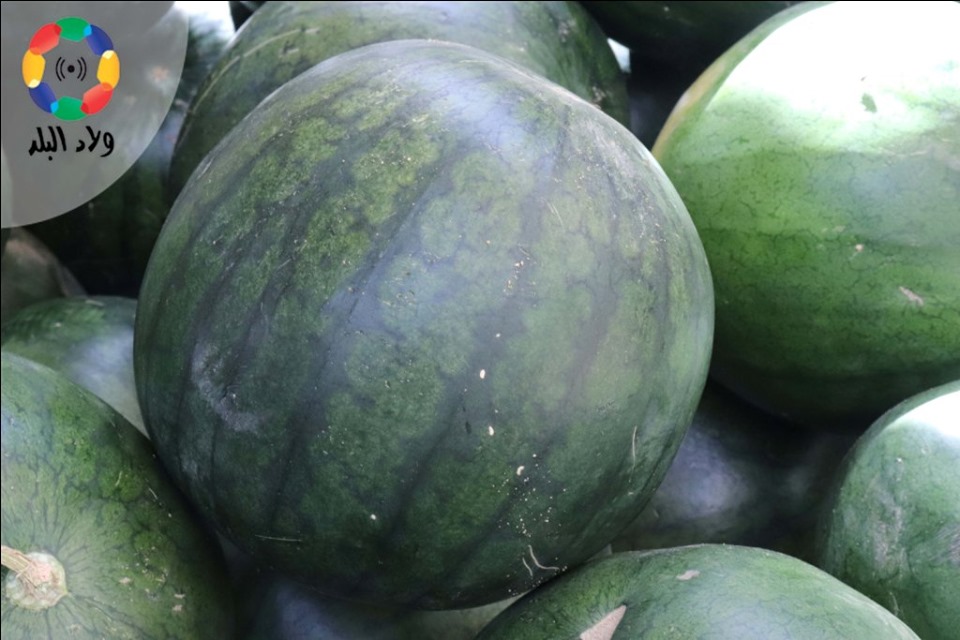 بطيخ- تصوير أيمن الوكيل