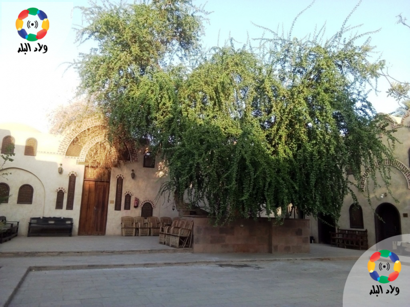 شجرة بدير المقدس أبو الليف- تصوير: مريم الرميحي