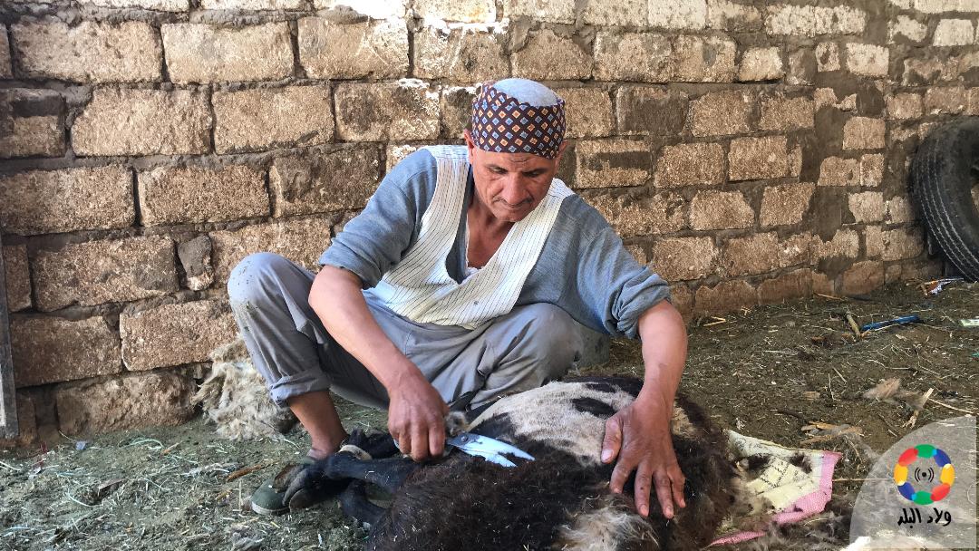 الدويري مستخدمًا مقصة الحديدي في القص: تصوير: حسن عبدالنعيم 