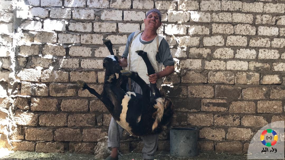 الدويري يحمل أحد الخراف لبدء عملية القص، تصوير: حسن عبدالنعيم 