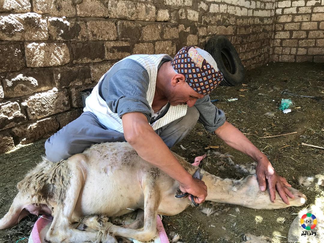 الدويري يقوم بتنظيف منطقة الرقبة لدي الحيوان، تصوير: حسن عبدالنعيم 