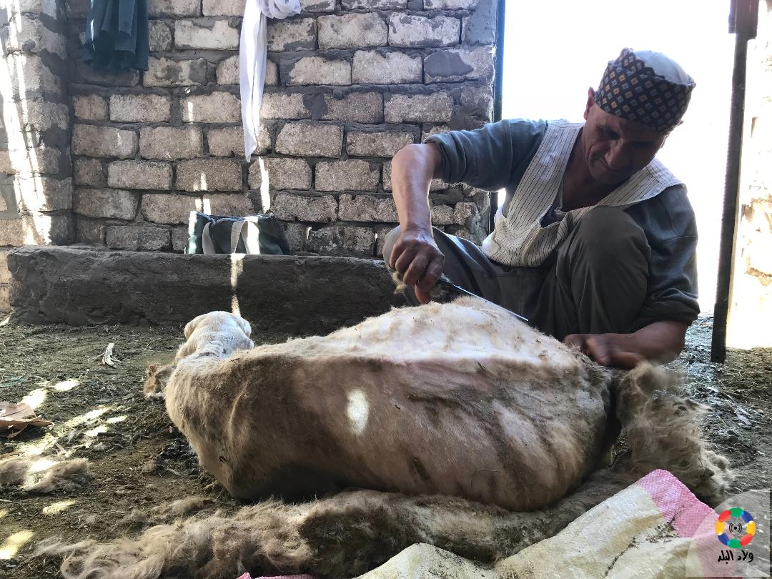 الدويري يقوم بقص أحد الحيوانات، تصوير: حسن عبدالنعيم 