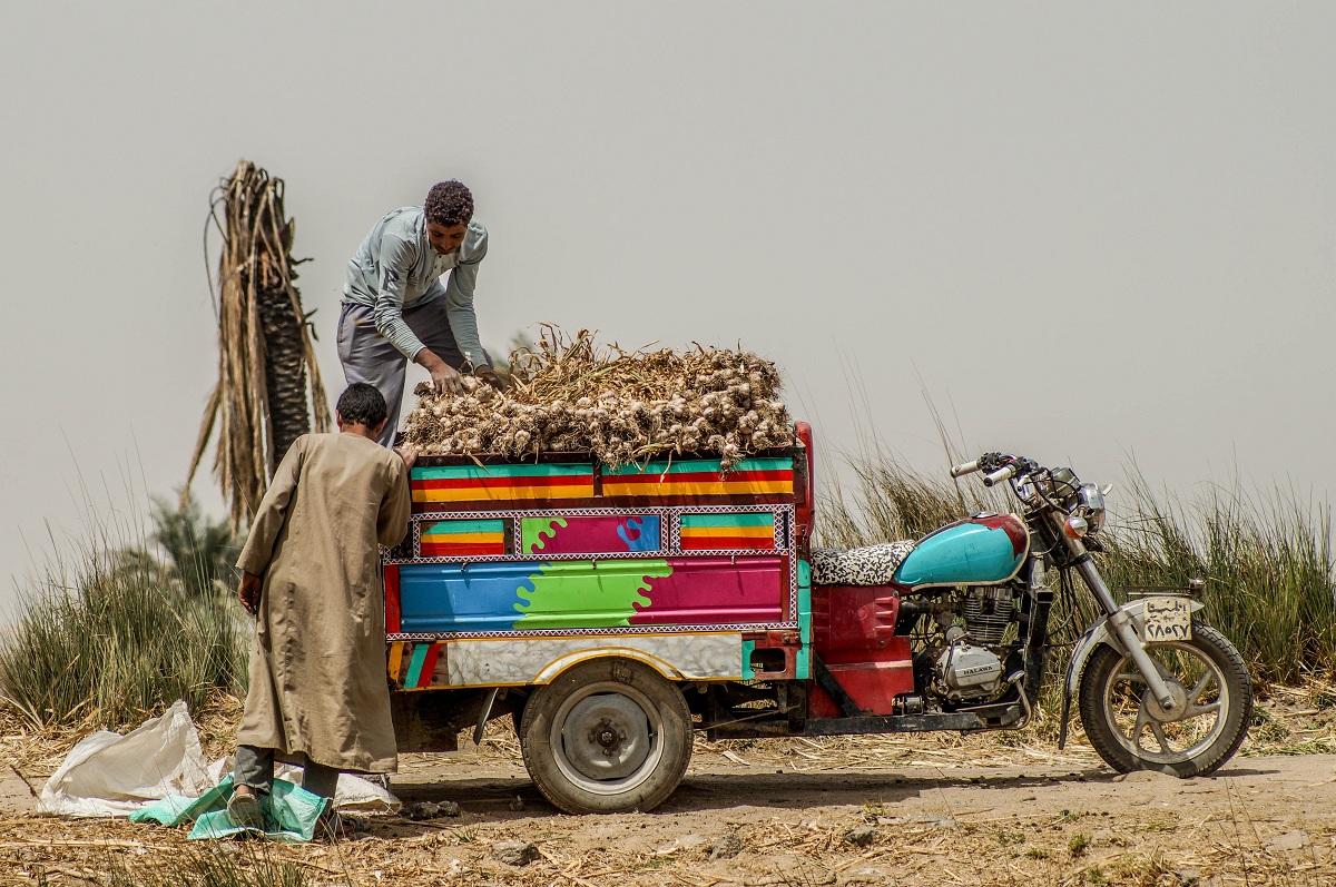 تحميل أطنان الثوم على السيارات لنقلها - تصوير: أحمد دريم