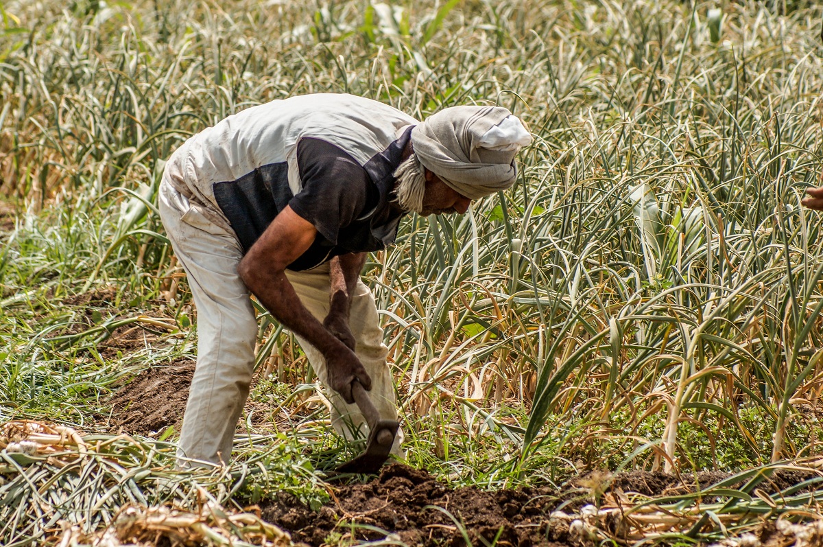 عملية "تقليع" الثوم من التربة- تصوير: أحمد دريم