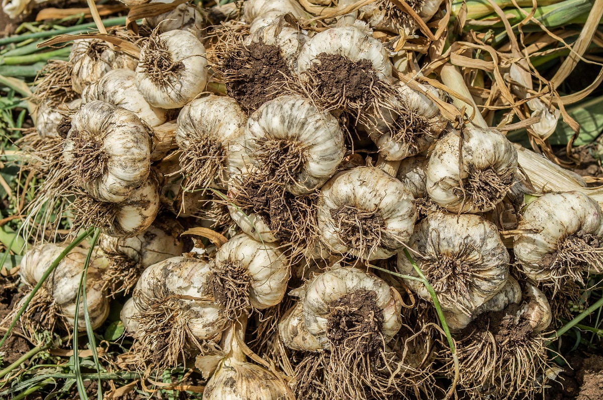 نبات الثوم بعد استخراجه من التربة- تصوير: أحمد دريم