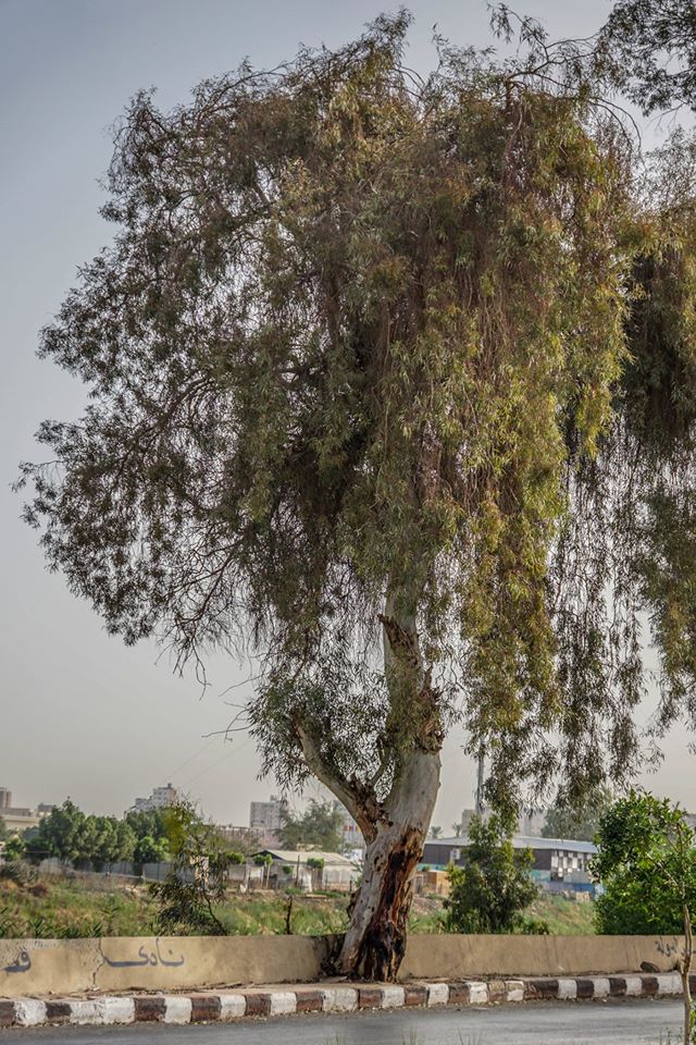 شجرة الصفصاف - تصوير: أحمد دريم