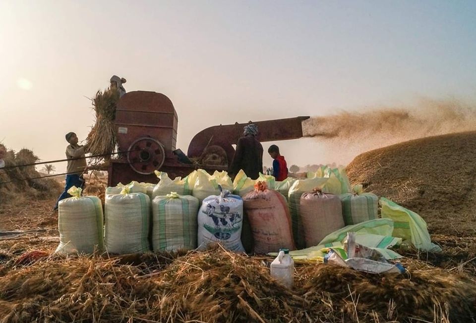 جمع القمح المستخرج من "الدراسة" في أجولة- تصوير: أحمد دريم