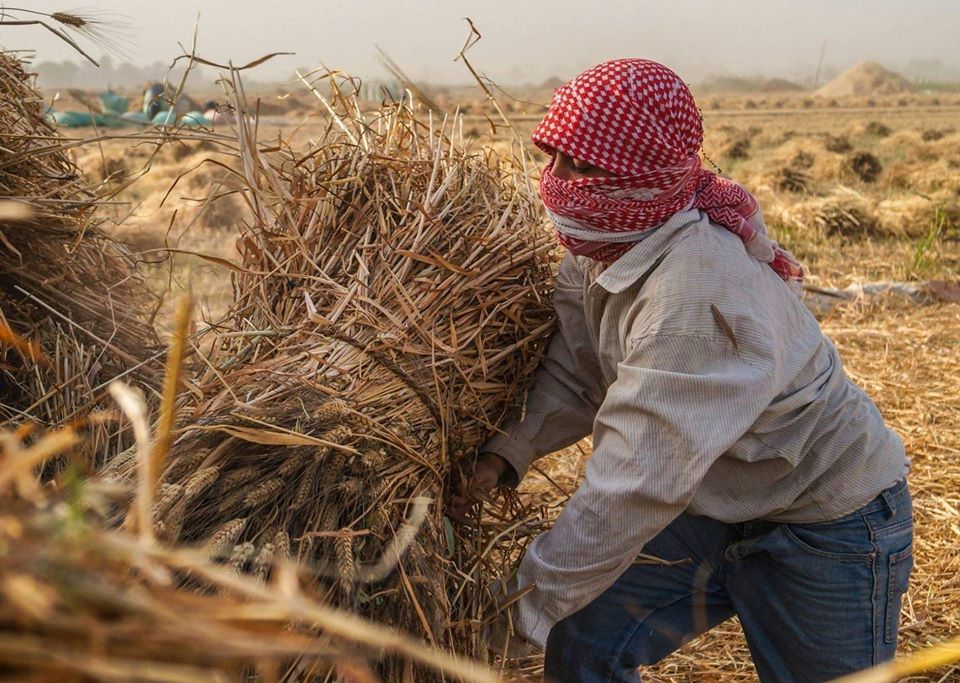 جانب من عملية دراس القمح - تصوير: أحمد دريم 
