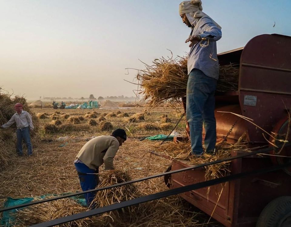 حصاد القمح - تصوير: أحمد دريم 