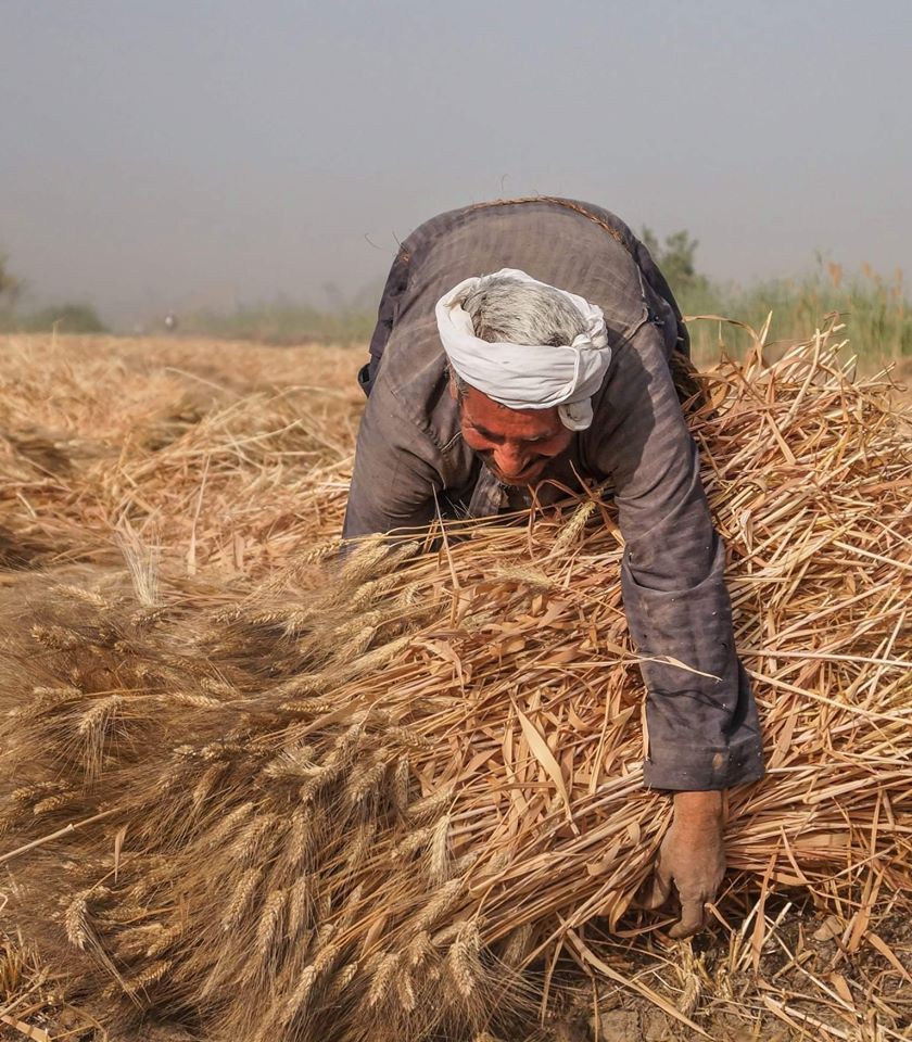 جانب من ربط القمح في "قتايات" - تصوير: أحمد دريم 