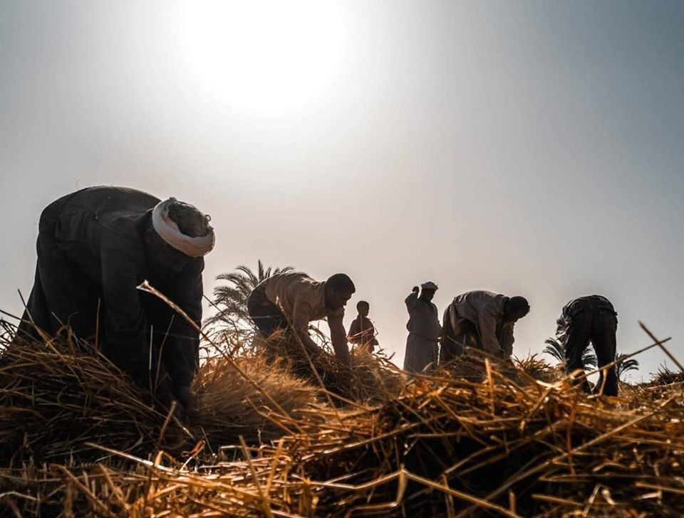 عمال في عمليات جمع القمح - تصوير: أحمد دريم 