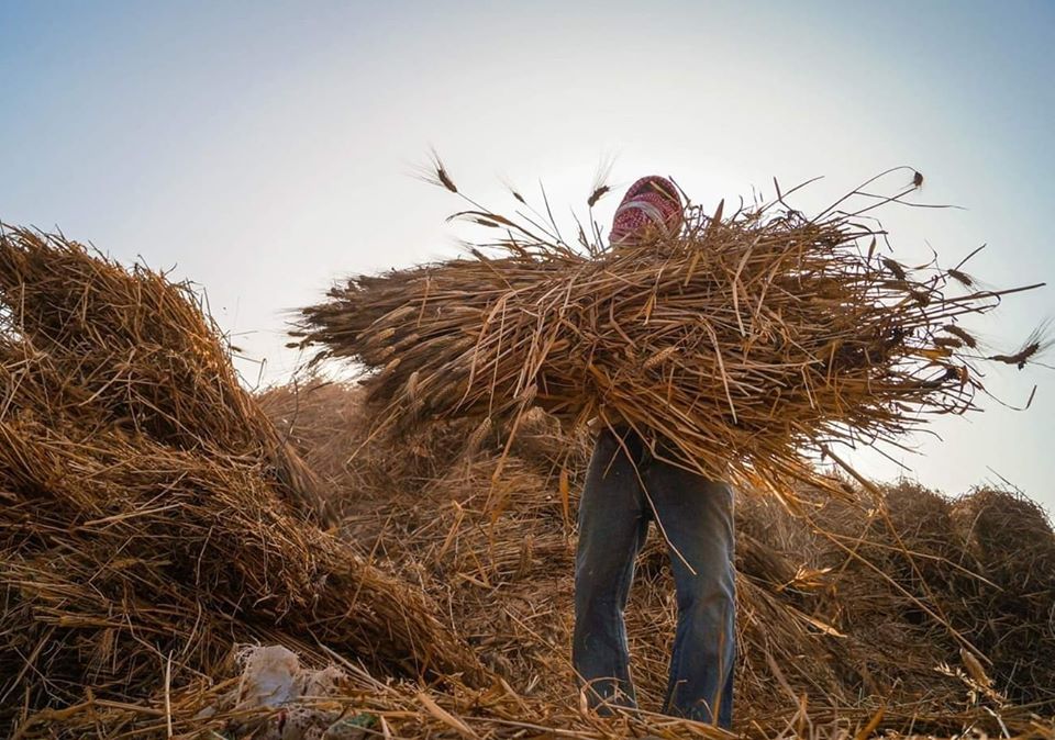 قبل عملية دراس القمح - تصوير: أحمد دريم 