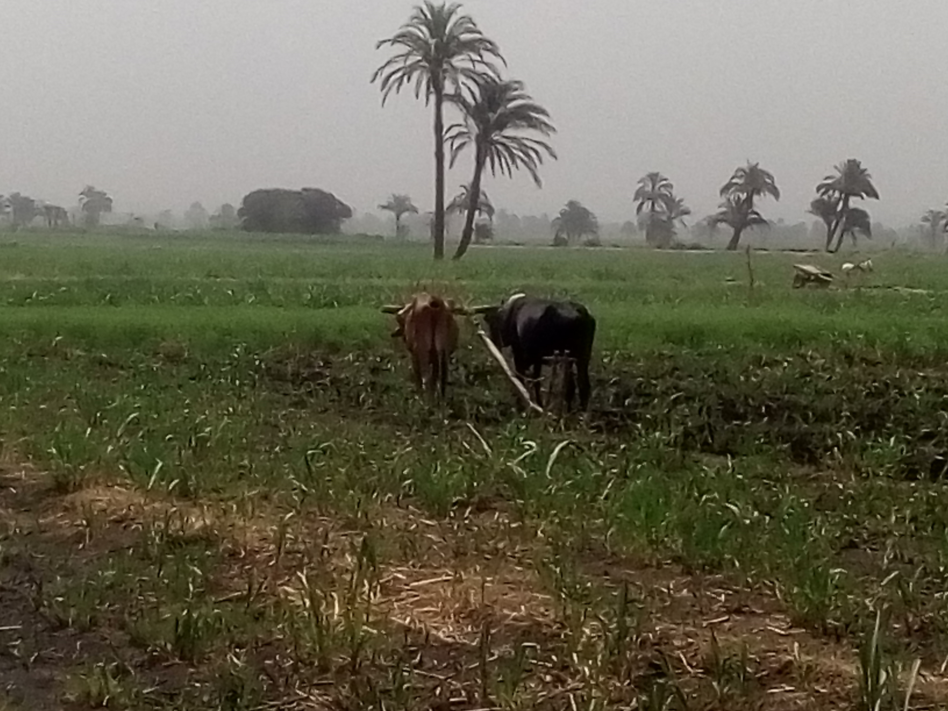 حرث الأرض.. أرشيفية، تصوير: أسماء الشرقاوي