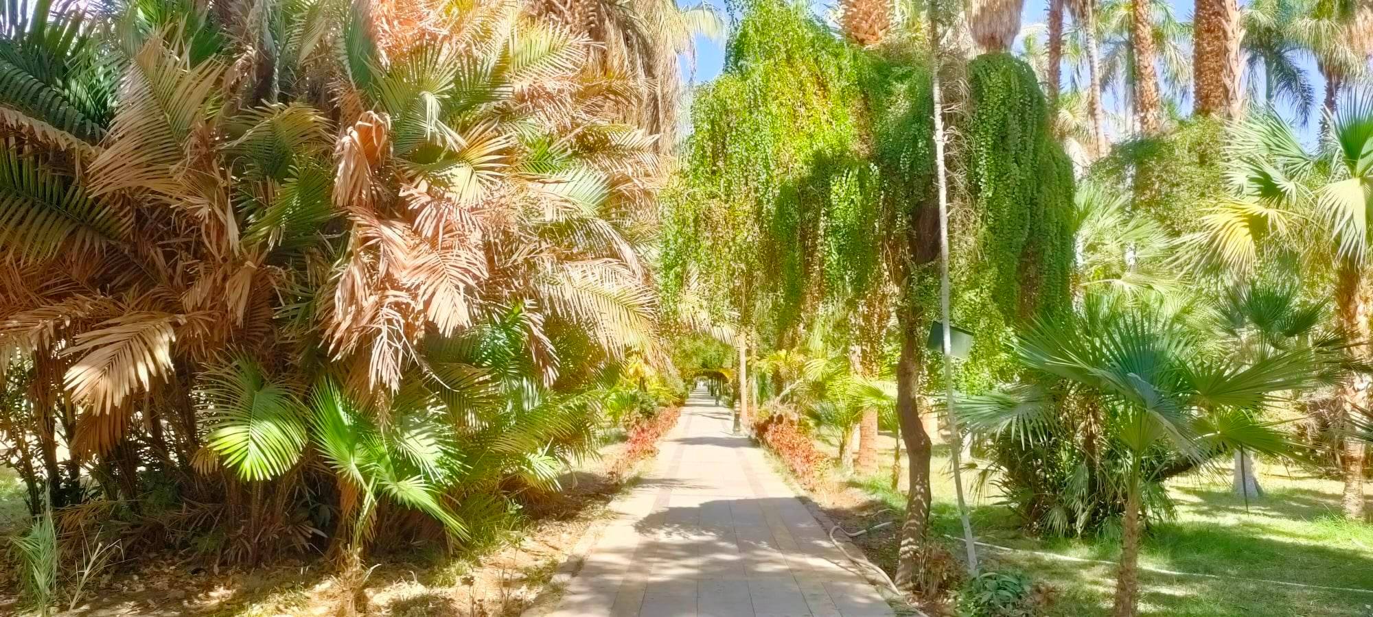 الحديقة النباتية بأسوان.. تصوير: منال محمود