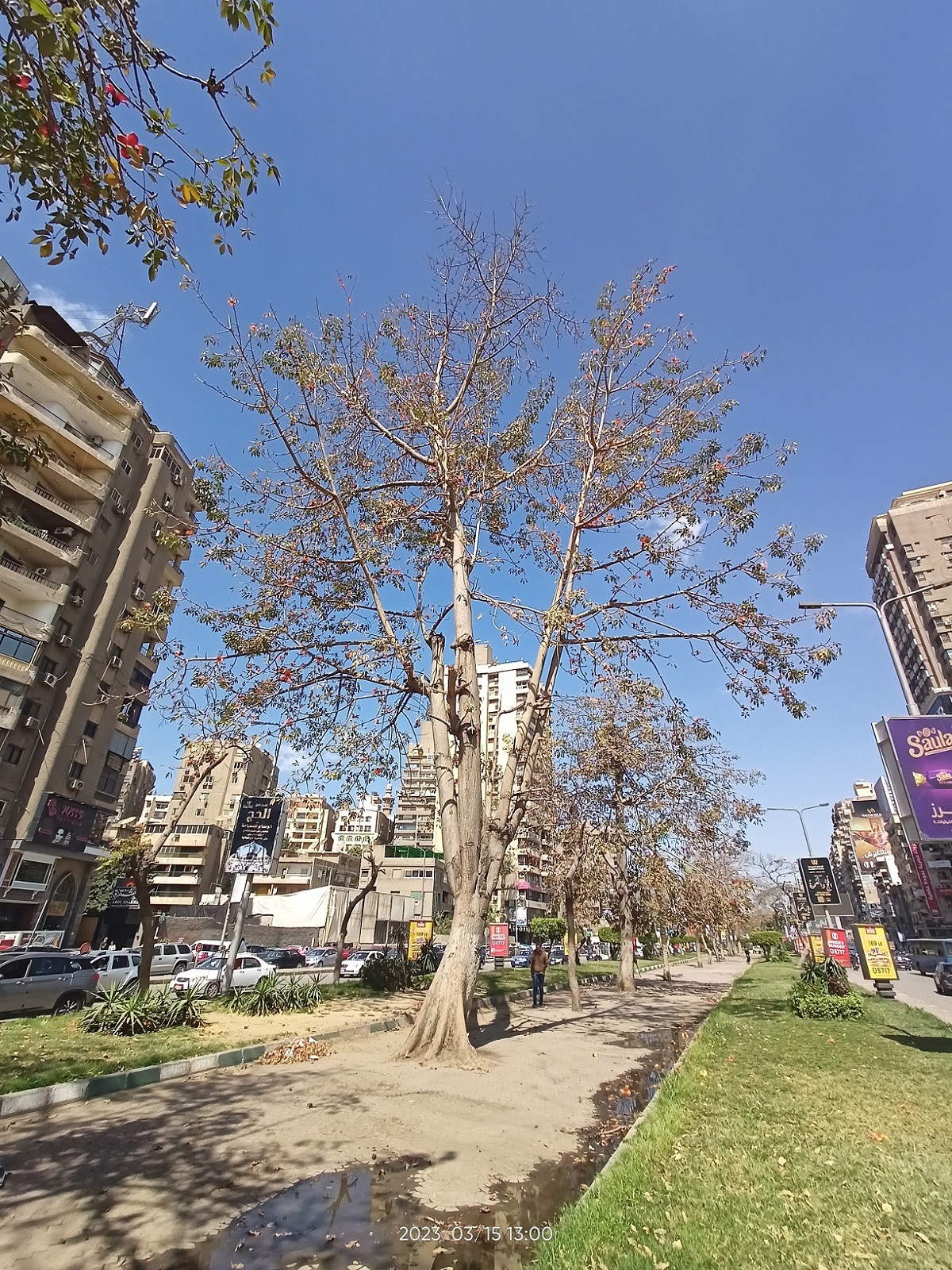 شجرة البومباكس في أحد الشوارع