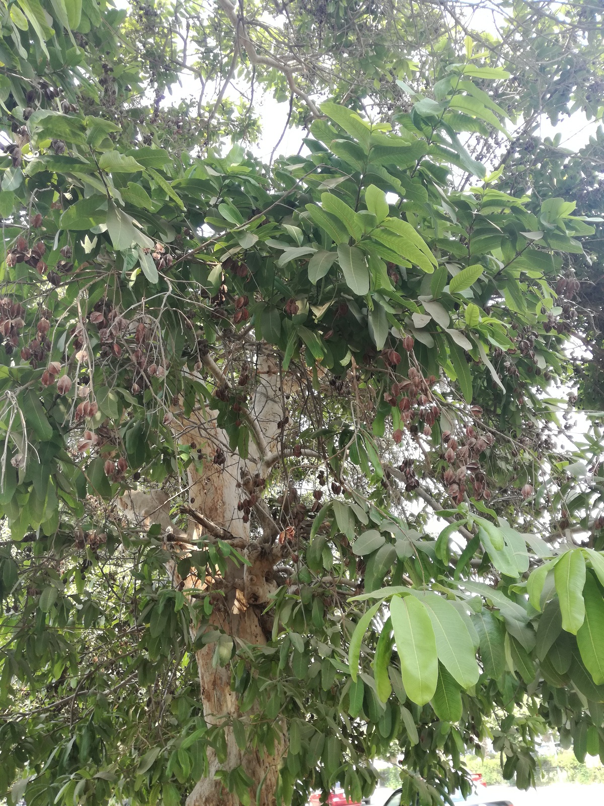 ترميناليا أرجونا