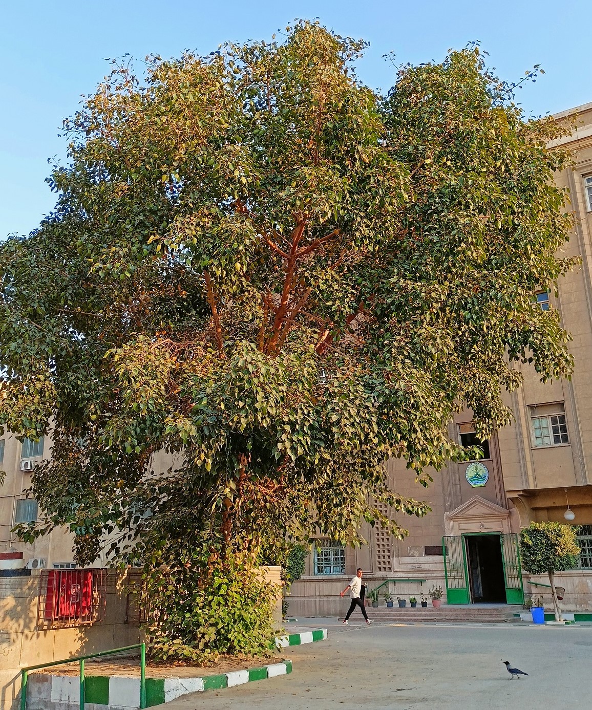 شجرة تين أبو ذيل من داخل جامعة القاهرة