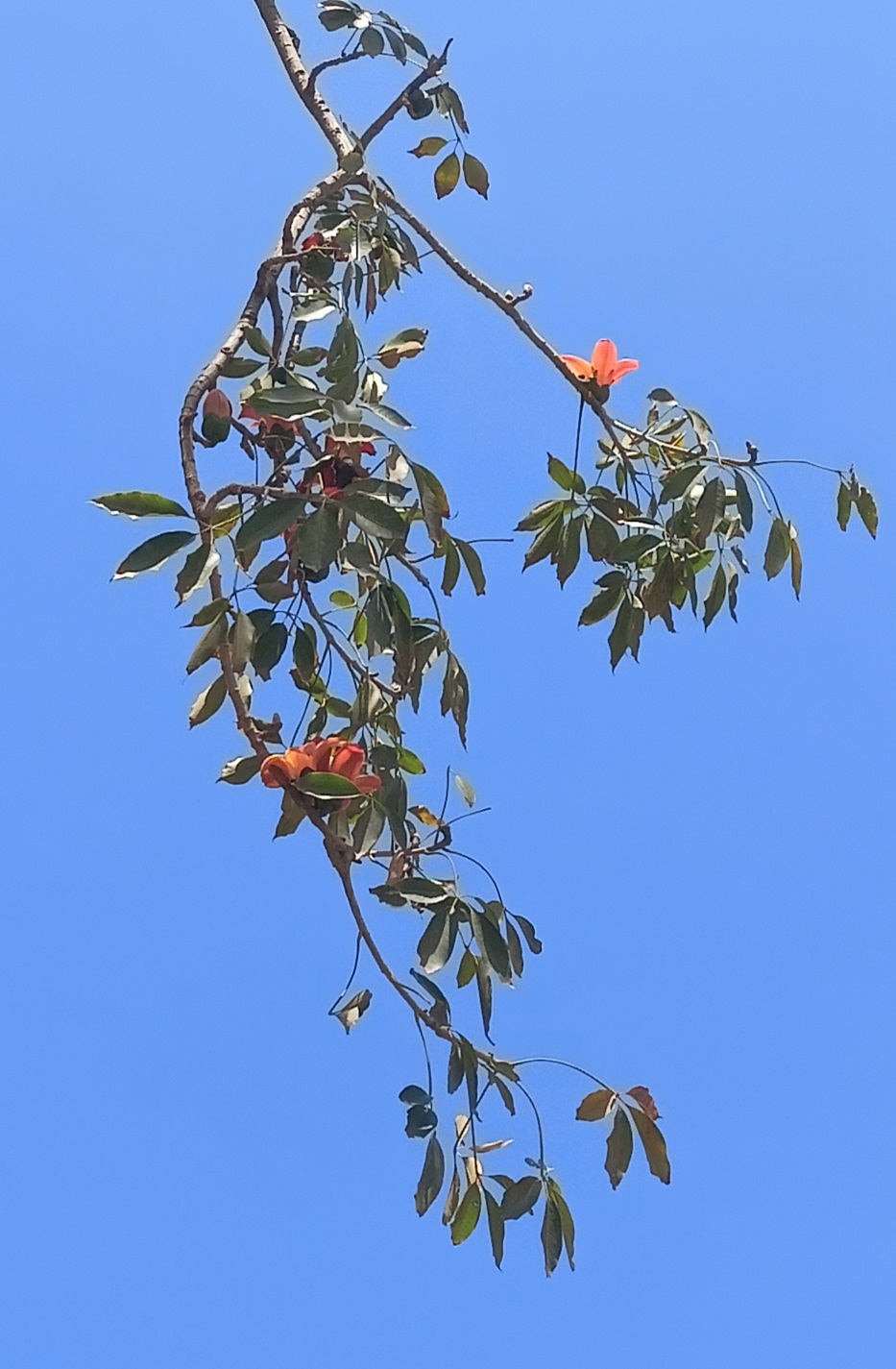 أوراق الشجرة