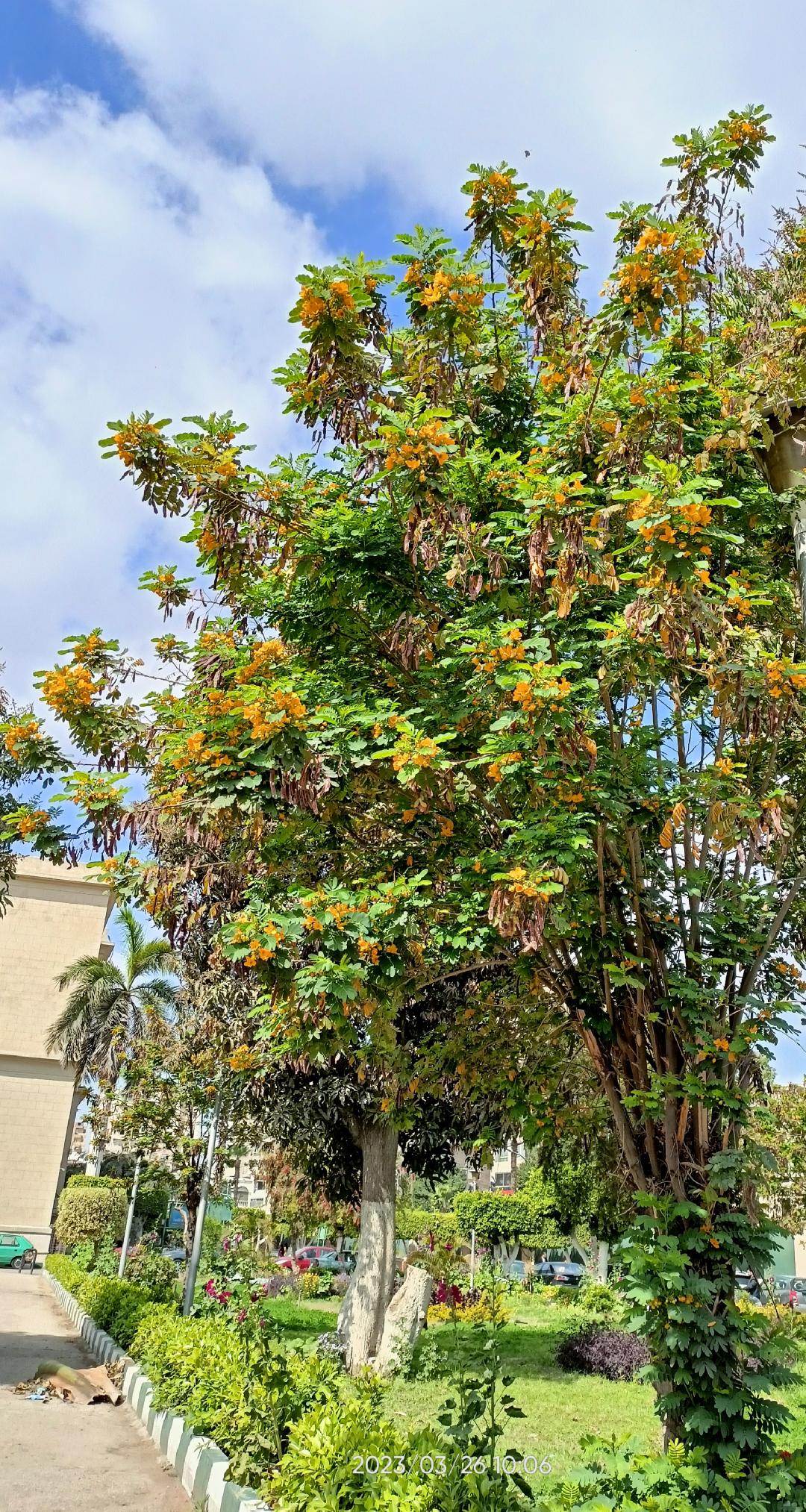 الشجرة مزروعة على جانب الطريق