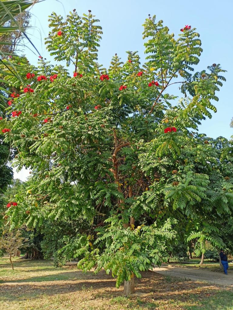 شجرة التوليب الإفريقي