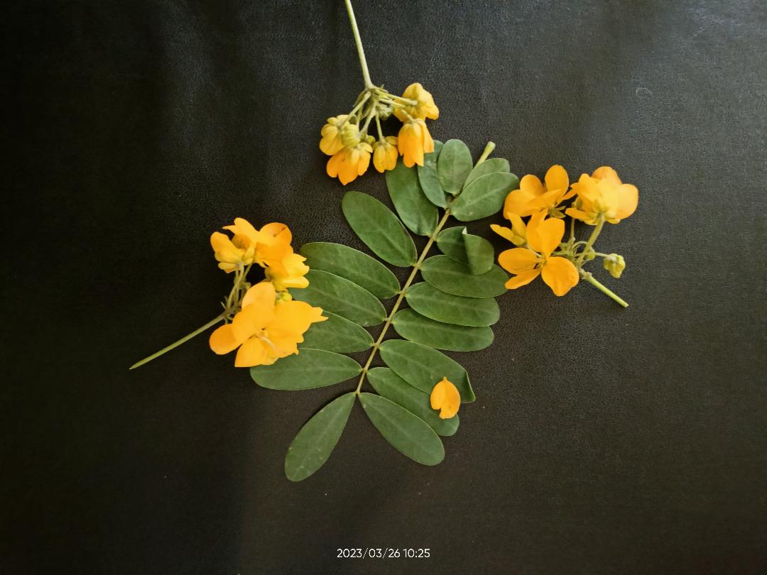 أوراق شجرة كاسيا جلوكا