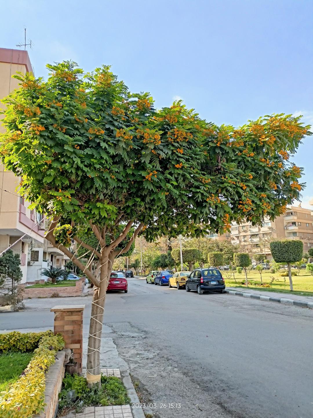 شجرة كاسيا جلوكا بأحد الشوارع