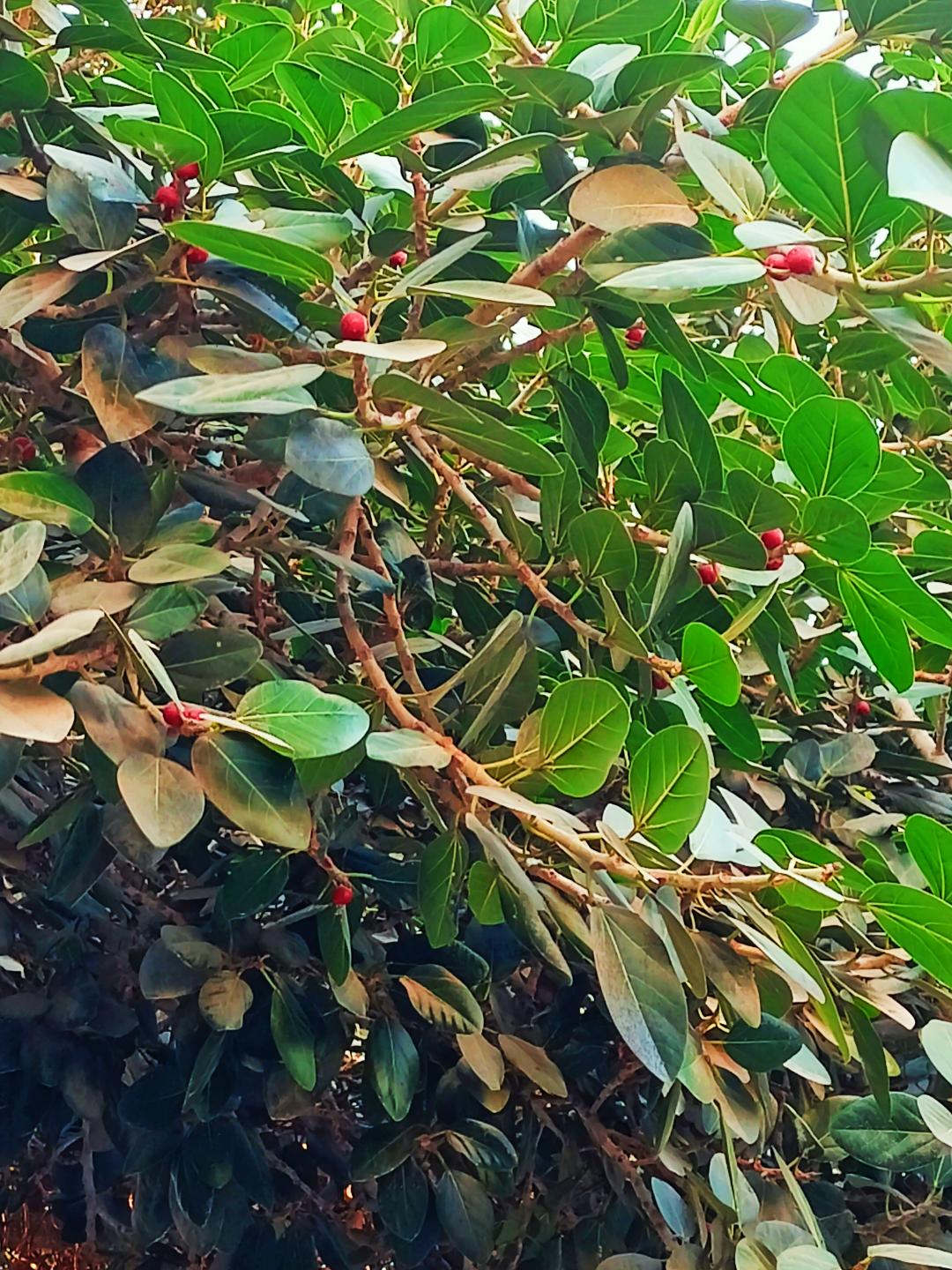 زهرة التين البنغالي