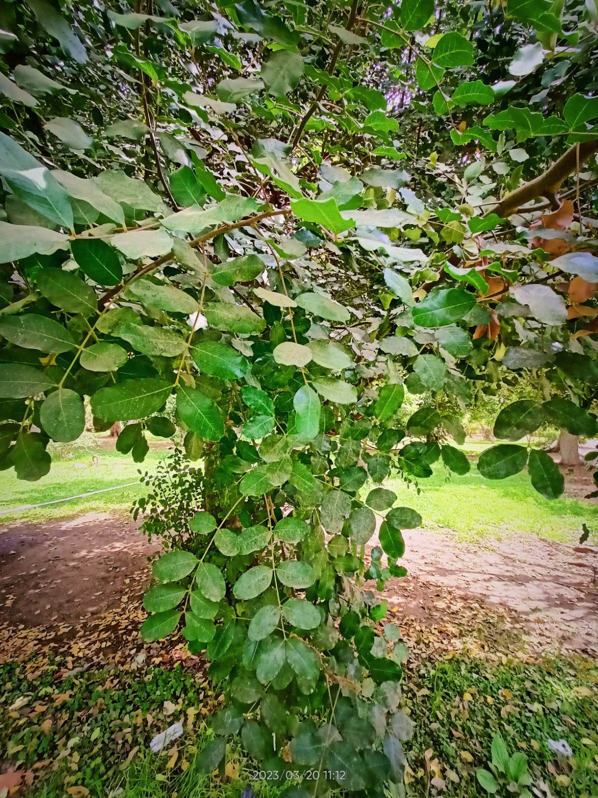 شجرة الخروب