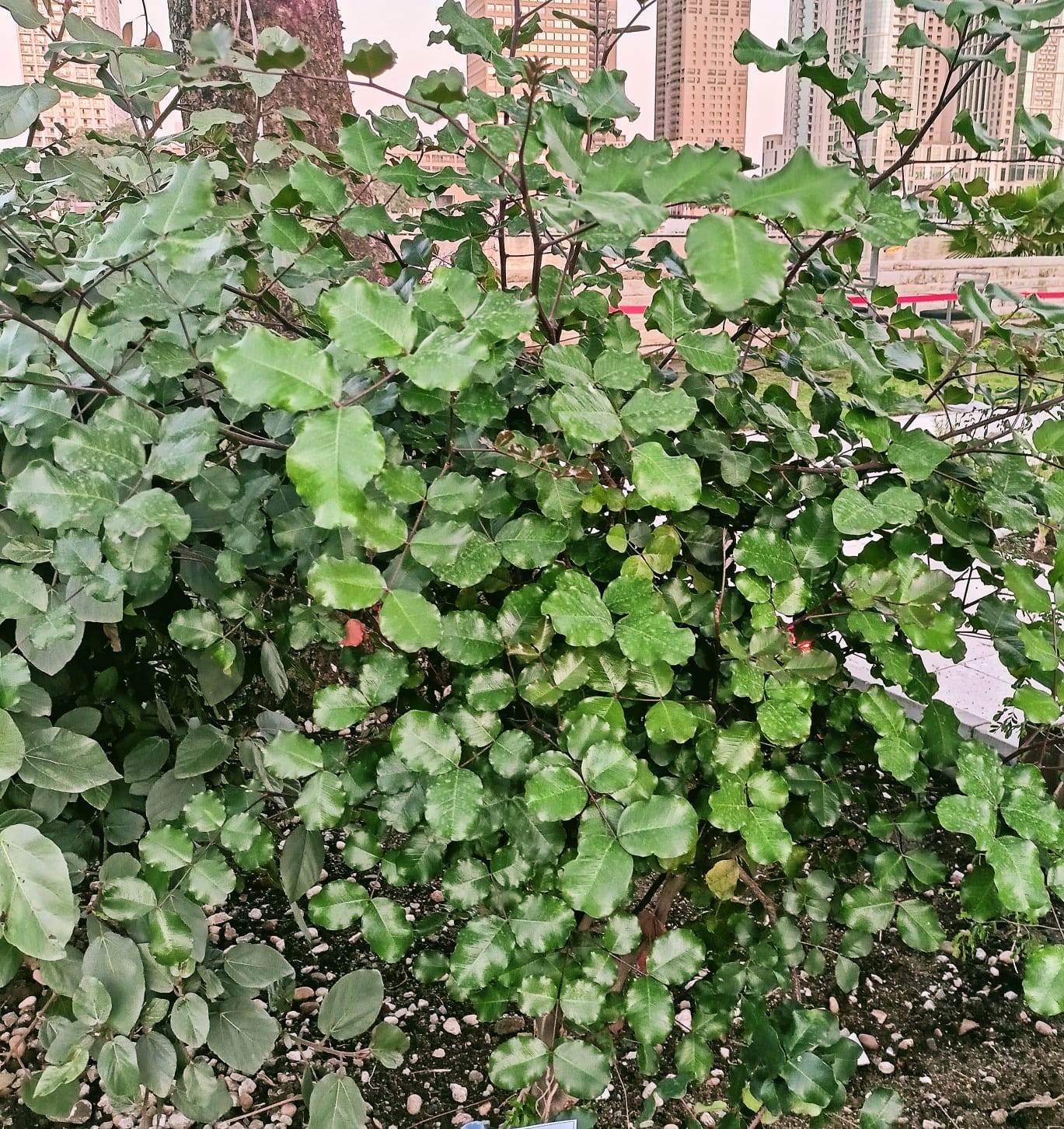 زهور الخروب