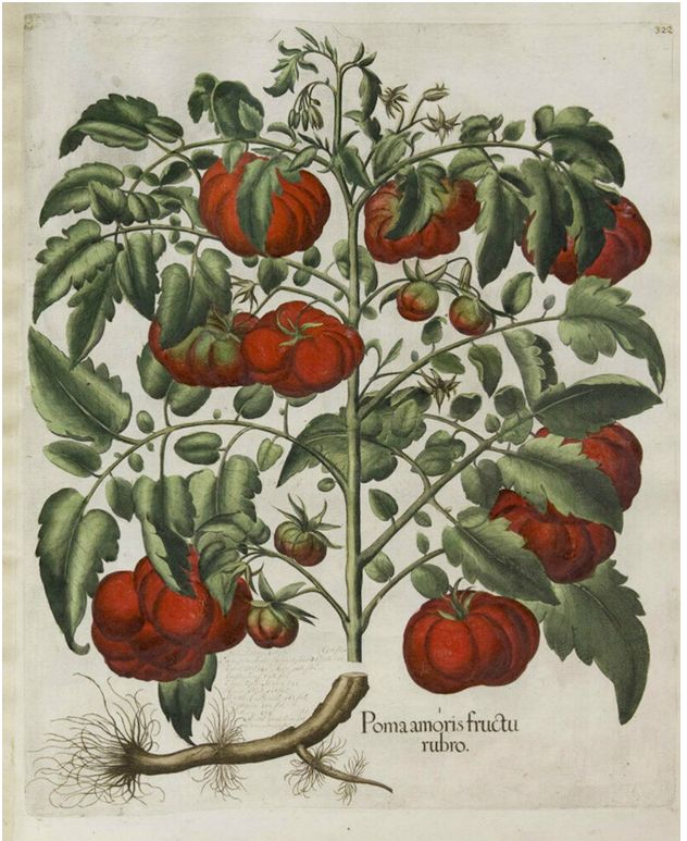 اعتقد الأوروبيون لسنوات أن الطماطم سامة وتسبب الوفاة