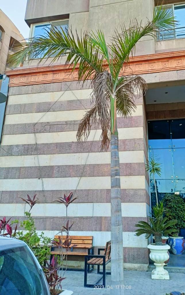 النخل الملوكي