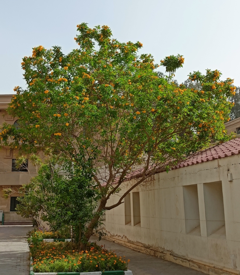 شجرة التيكوما في أحد الشوارع