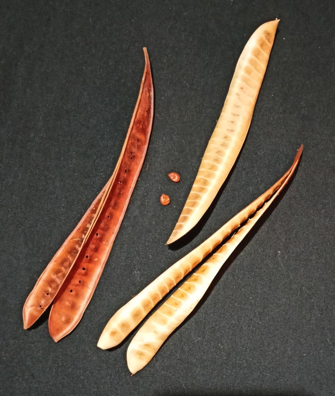 أوراق الشجرة